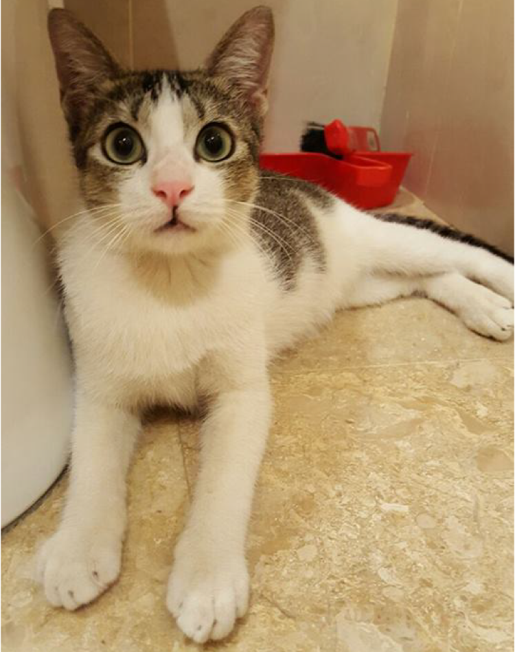 SPCA