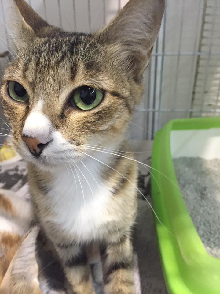 Love And Care In Animal Welfare