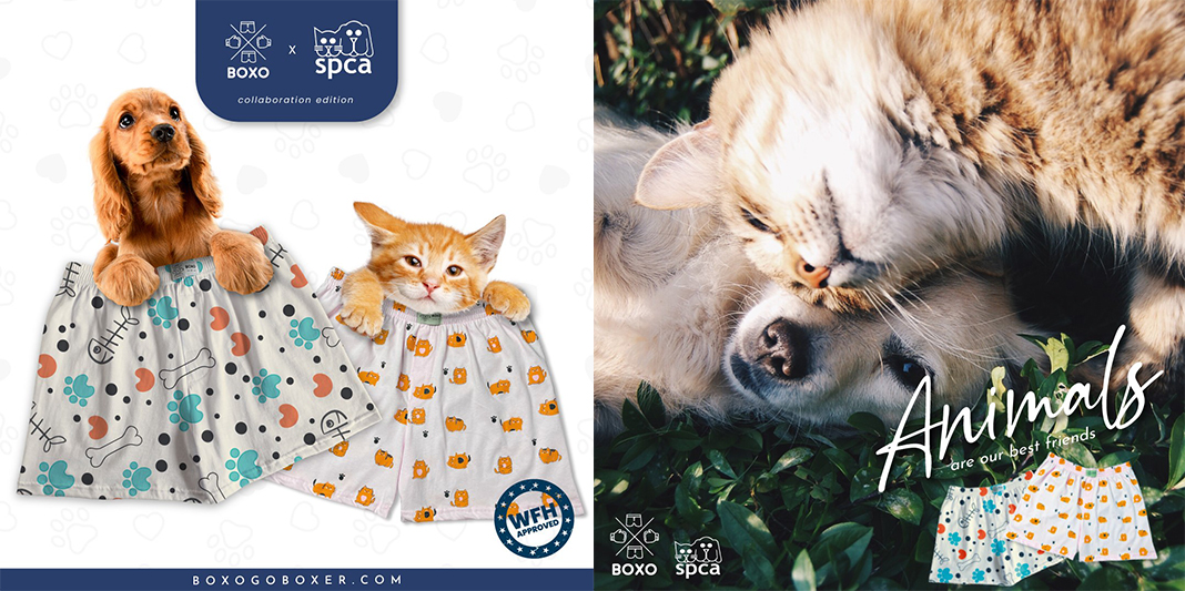 BOXO x SPCA_1