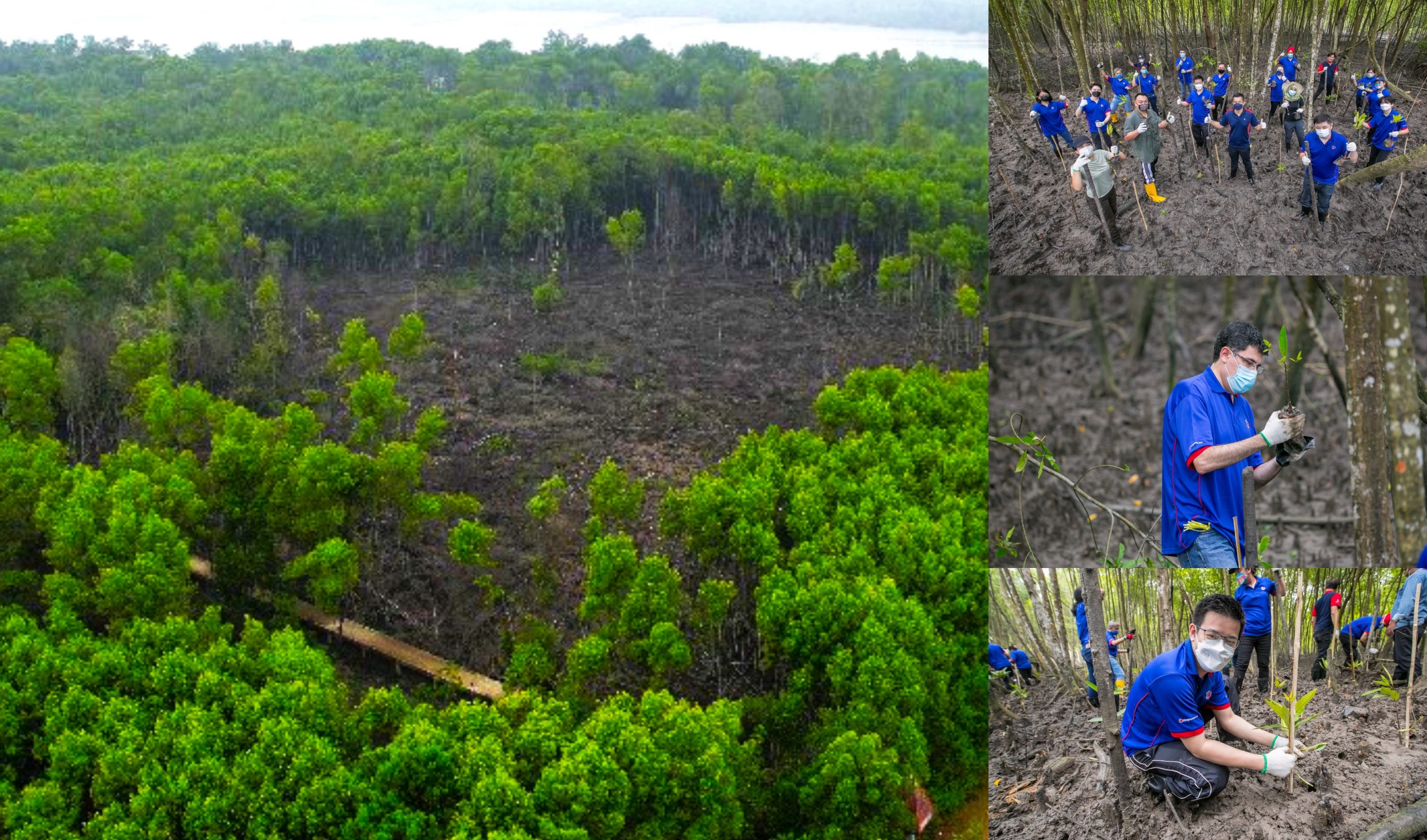 Aerial shot of degraded mangrove forest land which HLB will be working to rehabilitate with MNS