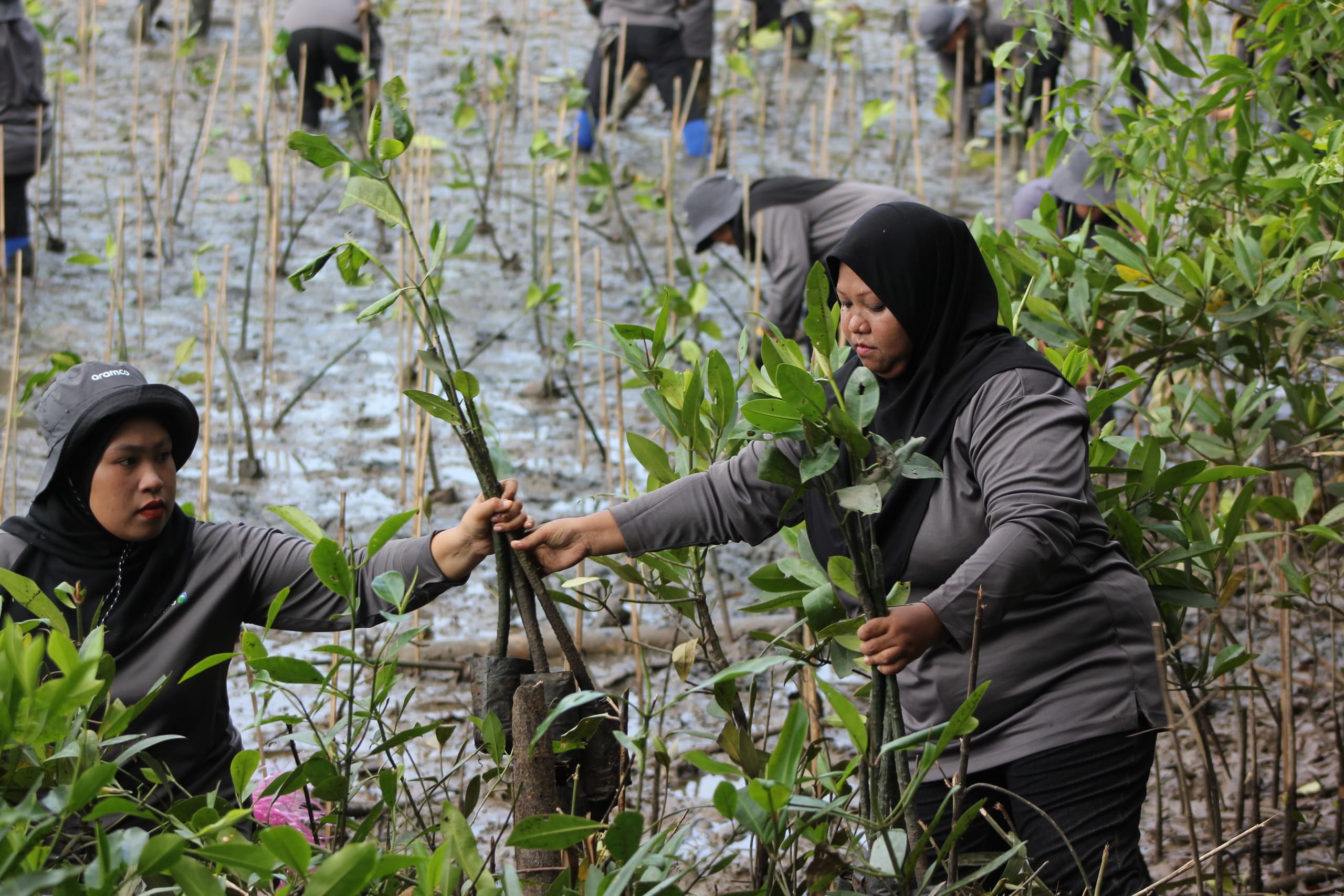 Community members and Aramco employees during a mangrove tree planting activity in Pulau Tanjung Surat, Johor