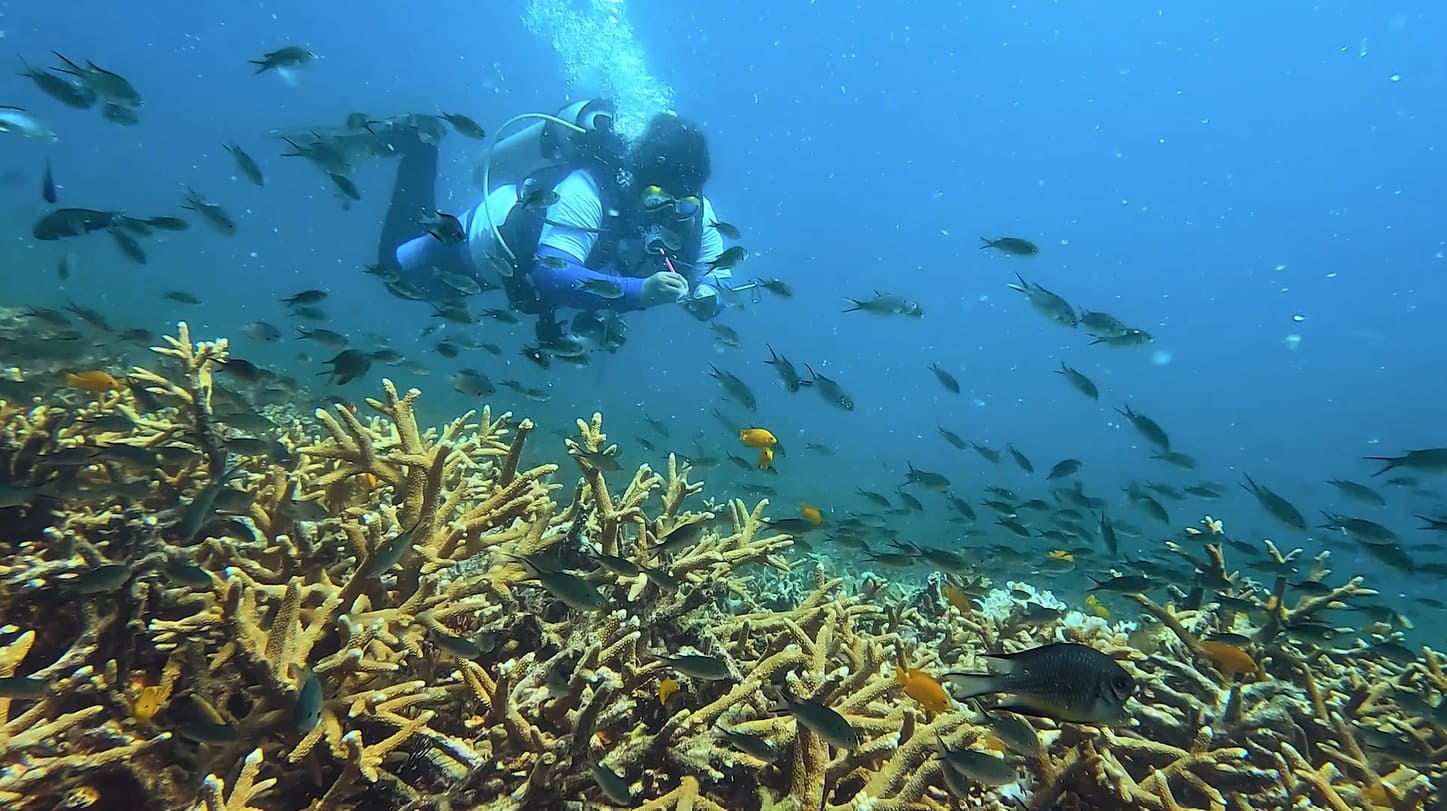 Maintenance of Coral Fragments