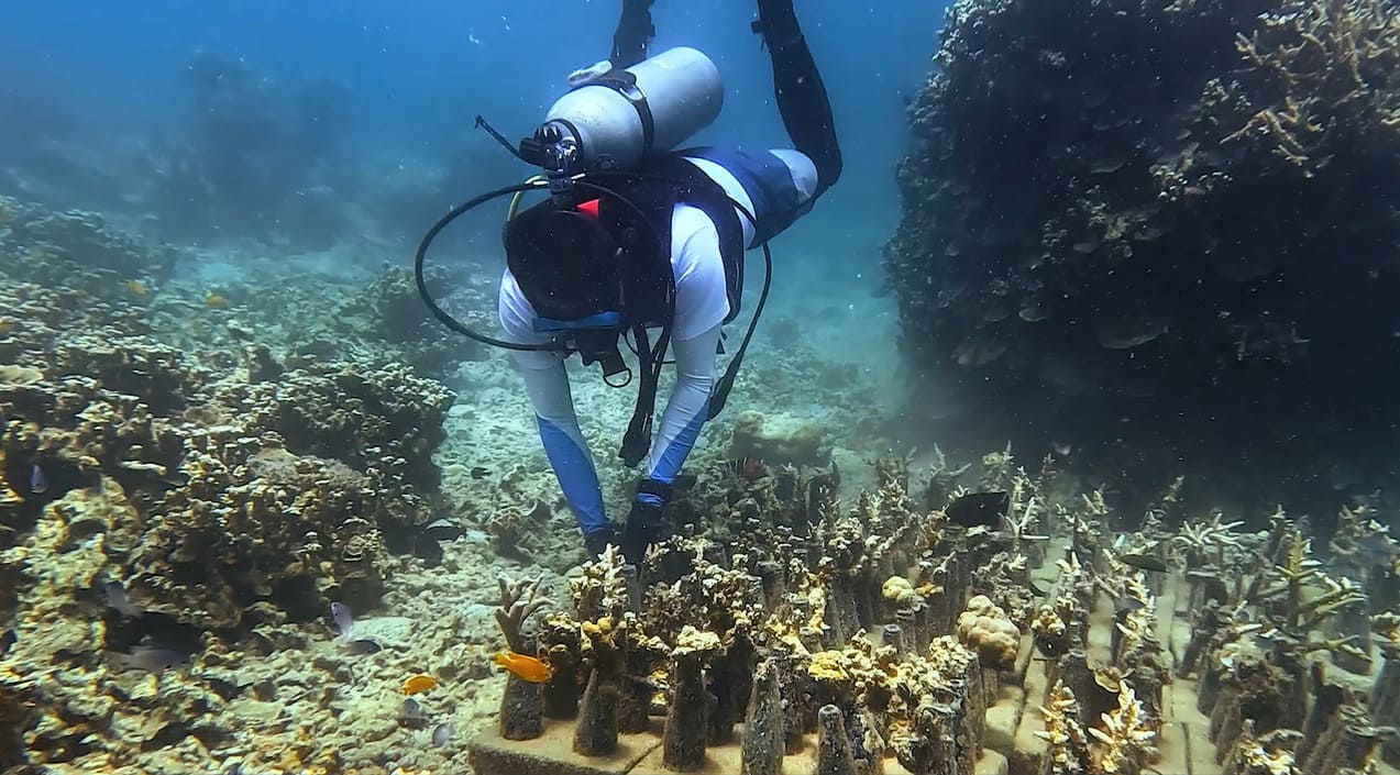 Planting of Coral Fragments