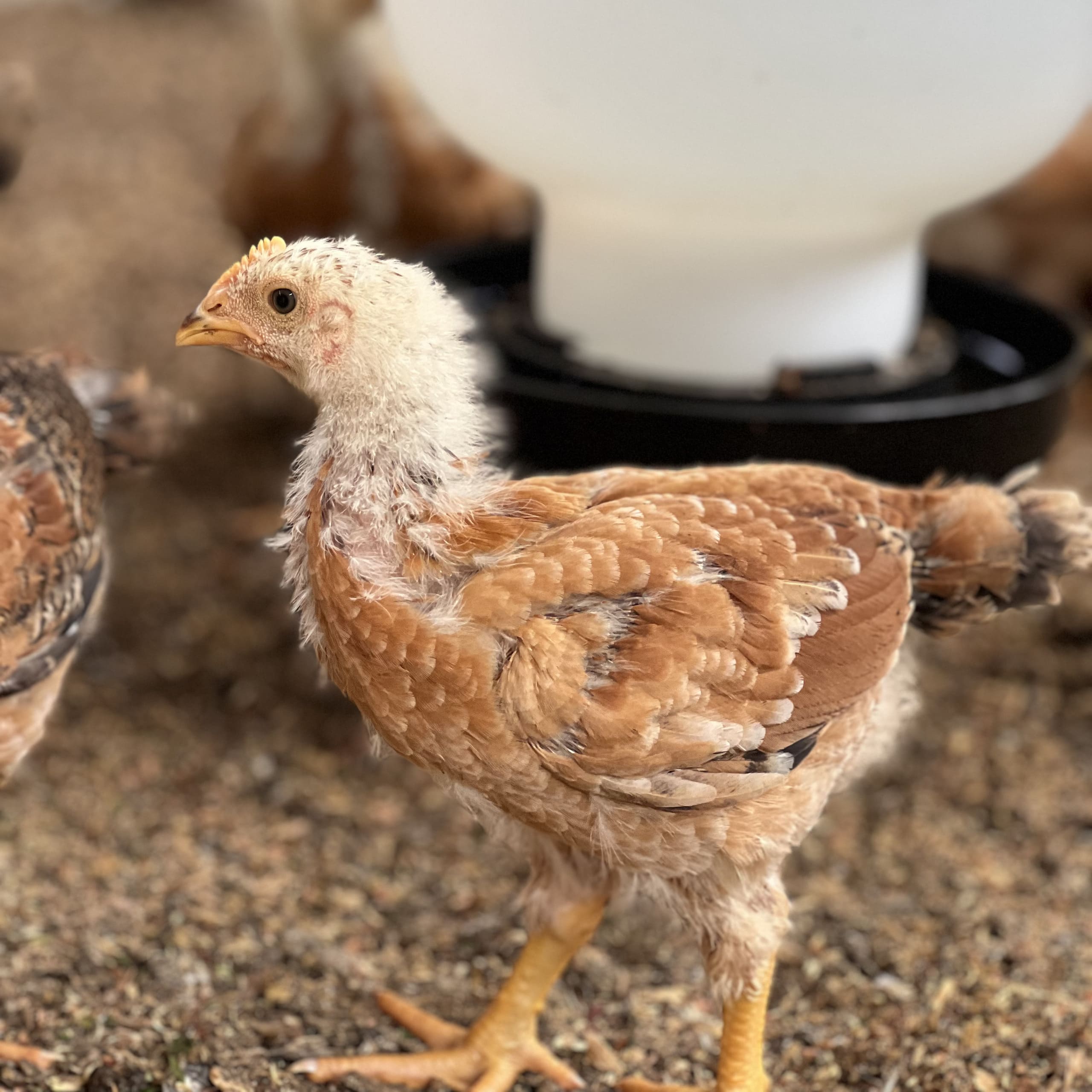 Global Peace Foundation Champions Sustainable Community Development