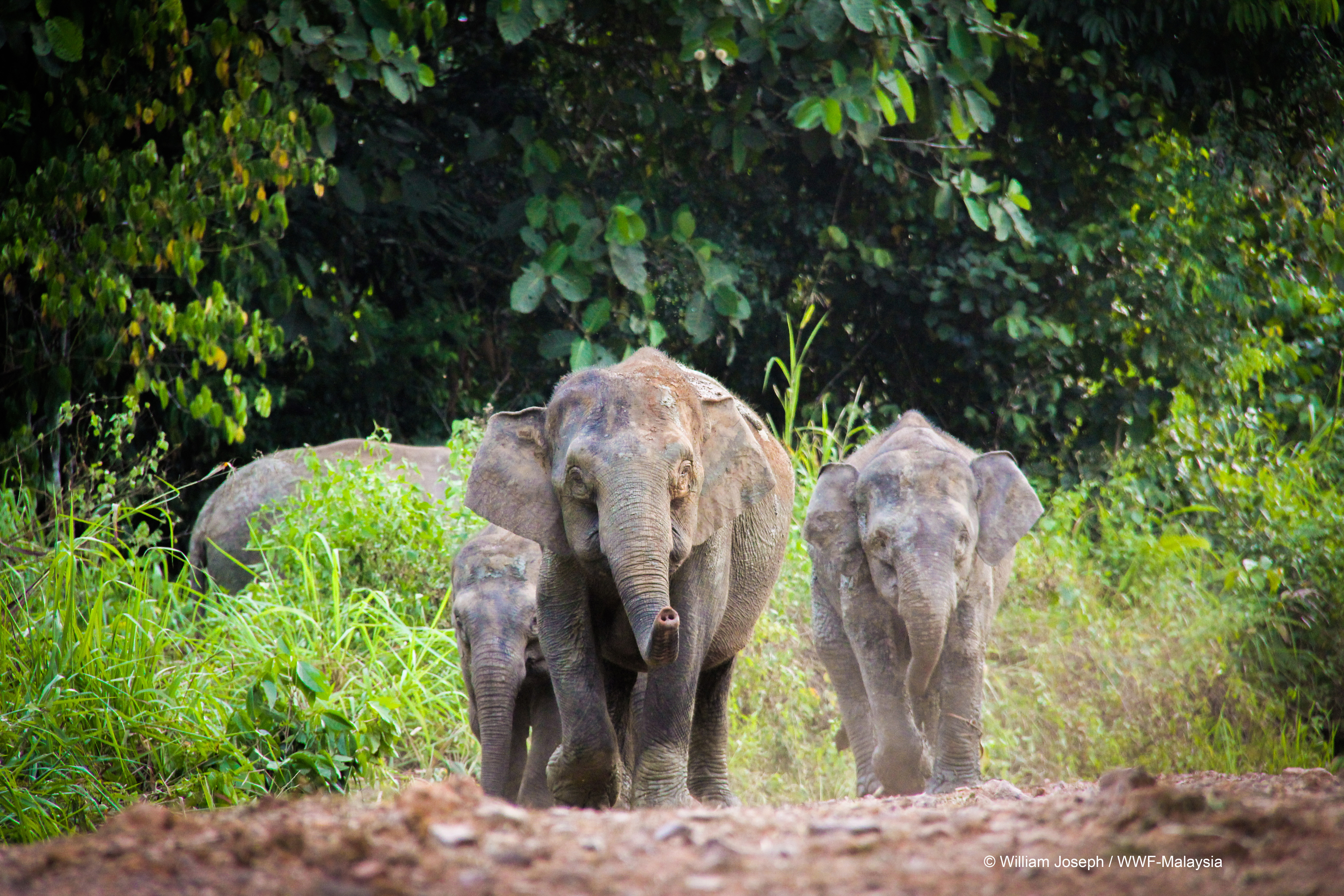 WWF-Malaysia Urges Action to Save Elephants