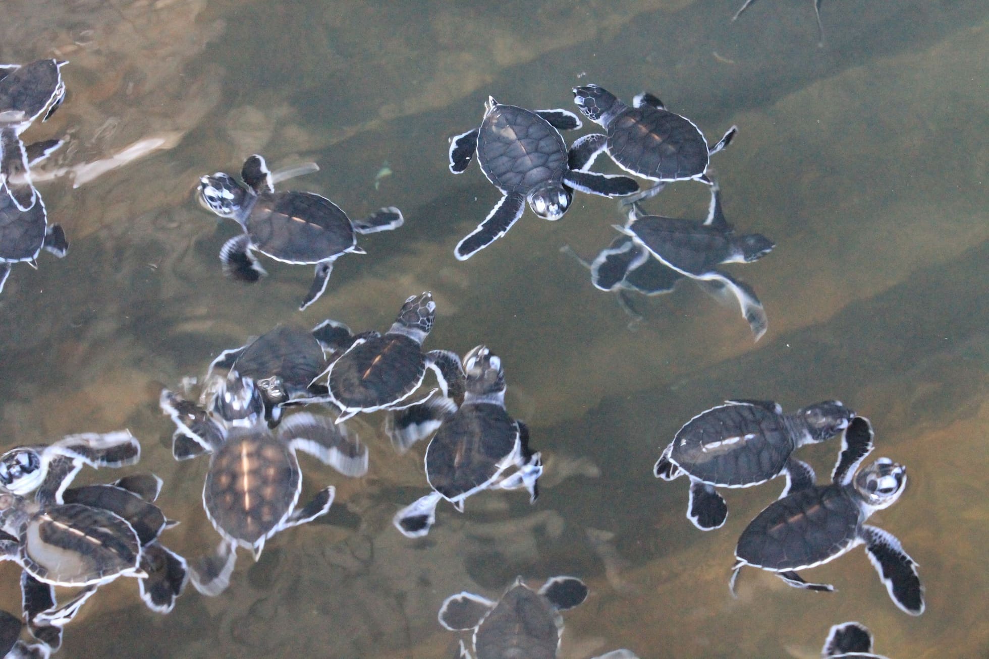 Bumi Armada Champions Sea Turtle Protection and Awareness